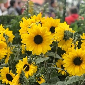 Meet your Posher, Elaiza